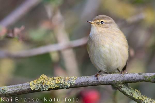 Zilpzalp (Phylloscopus collybita), Okt 2015 SH/GER, Bild 2