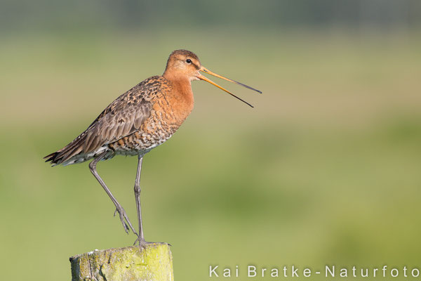 Uferschnepfe (Limosa limosa), Juni 2017 Nds/GER, Bild 32