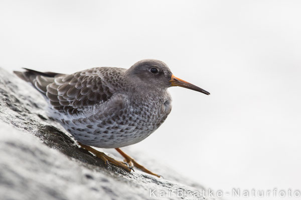 Meerstrandläufer (Calidris maritima), Okt 2017 Rostock-Warnemünde MV/GER, Bild 22