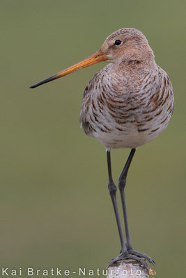 Uferschnepfe (Limosa limosa), April 2015 Nds/GER, Bild 19