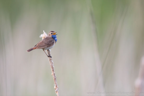 Weißsterniges Blaukehlchen (Luscinia svecica cyanecula), Juni 2020 MV/GER, Bild 11