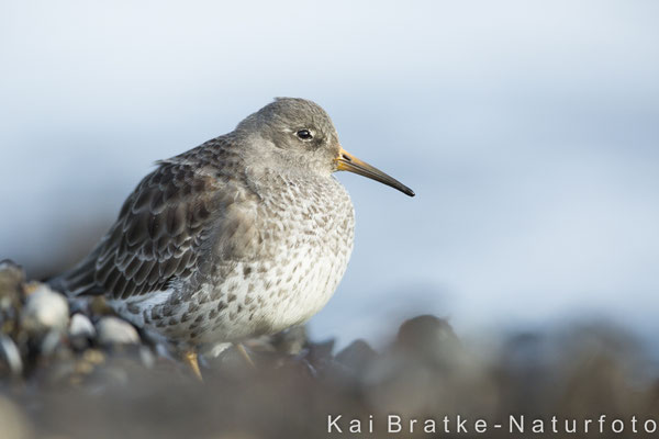 Meerstrandläufer (Calidris maritima), Jan 2018 Rostock-Warnemünde MV/GER, Bild 25