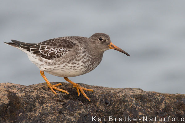 Meerstrandläufer (Calidris maritima), Nov 2014 Rostock-Warnemünde MV/GER, Bild 6