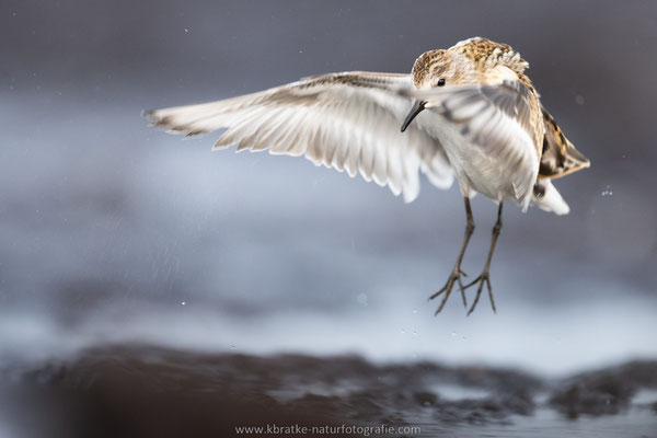 Zwergstrandläufer 1. KJ (Calidris minuta), Sept 2022 MV/GER, Bild 16