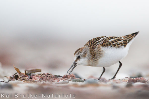 Zwergstrandläufer 1. KJ (Calidris minuta), Sept 2017 MV/GER, Bild 10