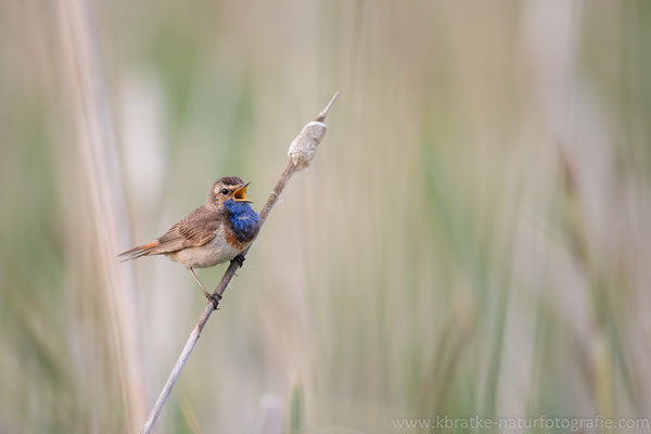 Weißsterniges Blaukehlchen (Luscinia svecica cyanecula), Juni 2020 MV/GER, Bild 8