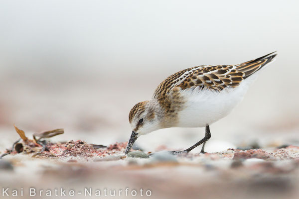 Zwergstrandläufer 1. KJ (Calidris minuta), Sept 2017 MV/GER, Bild 7