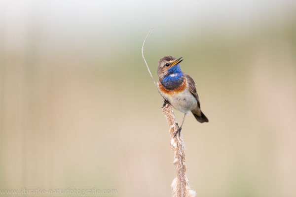 Weißsterniges Blaukehlchen (Luscinia svecica cyanecula), Juni 2020 MV/GER, Bild 19