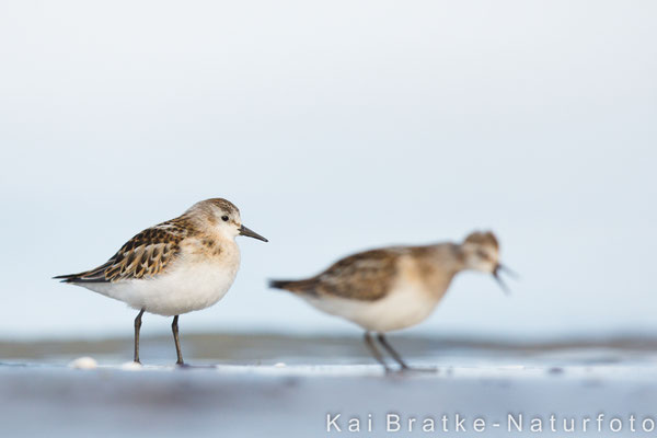 Zwergstrandläufer 1. KJ (Calidris minuta), Sept 2017 MV/GER, Bild 11