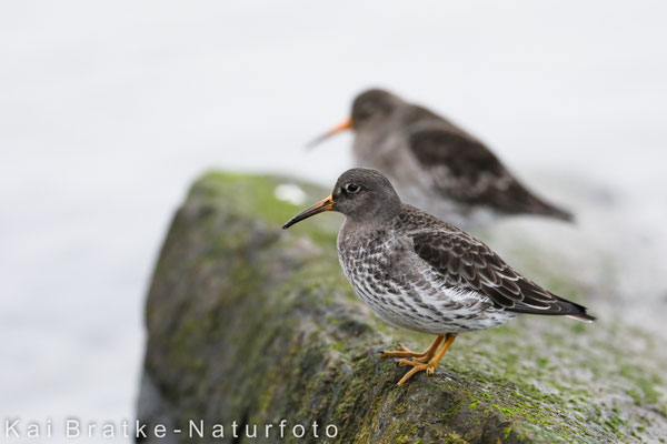 Meerstrandläufer (Calidris maritima), Jan 2019 Rostock-Warnemünde MV/GER, Bild 29