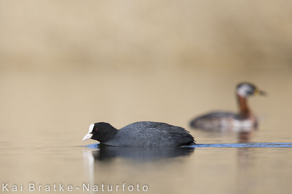 Blässhuhn (Fulica atra), April 2018 MV/GER, Bild 8