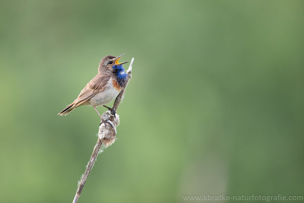 Weißsterniges Blaukehlchen (Luscinia svecica cyanecula), Juni 2020 MV/GER, Bild 13