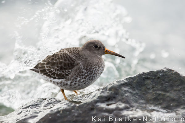 Meerstrandläufer (Calidris maritima), Okt 2017 Rostock-Warnemünde MV/GER, Bild 18