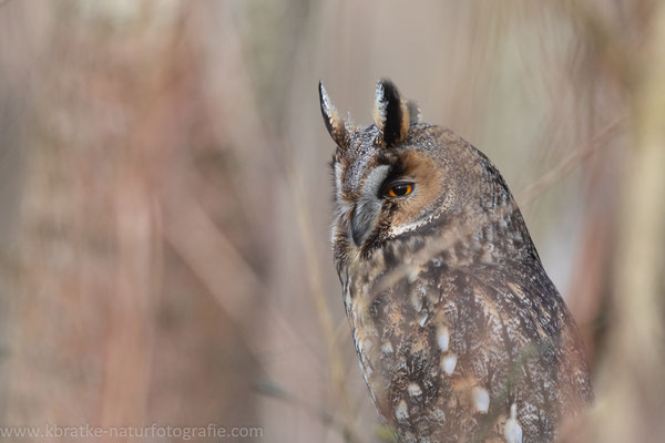 Waldohreule (Asio otus), Feb 2020 MV GER , Bild 1