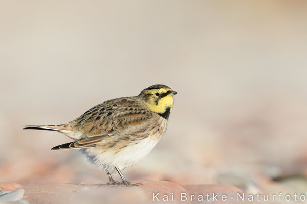 Ohrenlerche (Eremophila alpestris), Okt 2018 SH/GER, Bild 1