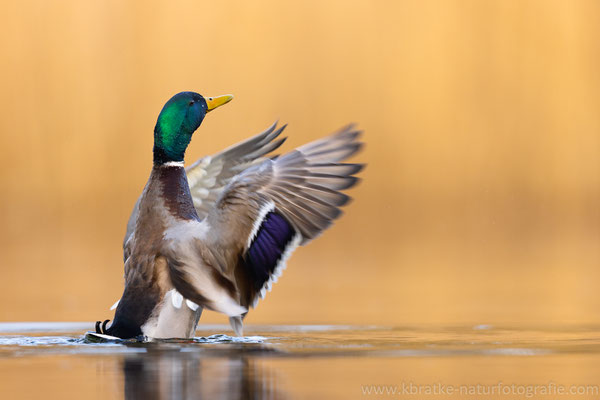 Stockente männl. (Anas platyrhynchos), März 2021 MV/GER, Bild 3