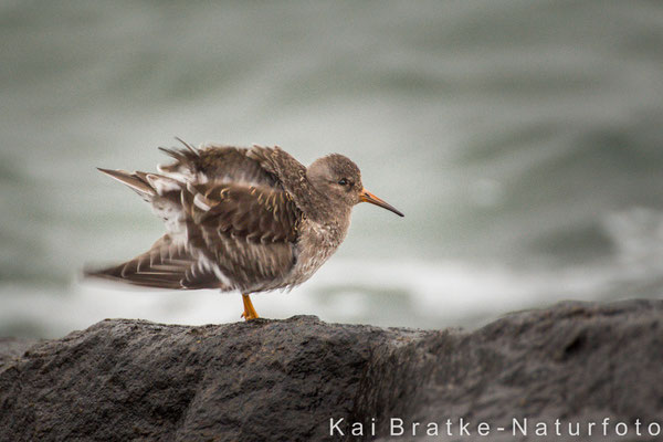 Meerstrandläufer (Calidris maritima), Nov 2013 Rostock-Warnemünde MV/GER, Bild 7