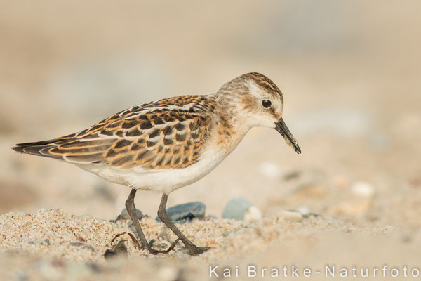 Zwergstrandläufer 1. KJ (Calidris minuta), Okt 2014 MV/GER, Bild 5