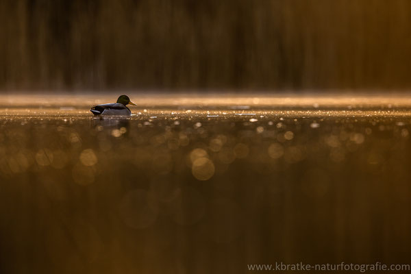 Stockente männl. (Anas platyrhynchos), März 2021 MV/GER, Bild 5