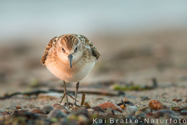 Zwergstrandläufer 1. KJ (Calidris minuta), Sept 2014 MV/GER, Bild 2