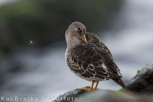 Meerstrandläufer (Calidris maritima), Nov 2017 Rostock-Warnemünde MV/GER, Bild 23