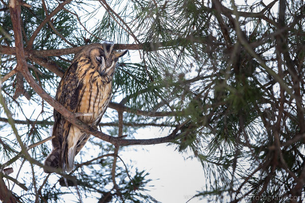 Waldohreule (Asio otus), Jan 2021 MV GER , Bild 5