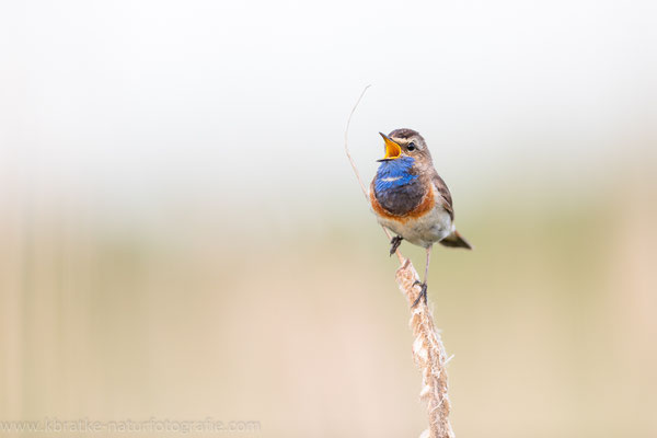 Weißsterniges Blaukehlchen (Luscinia svecica cyanecula), Juni 2020 MV/GER, Bild 17