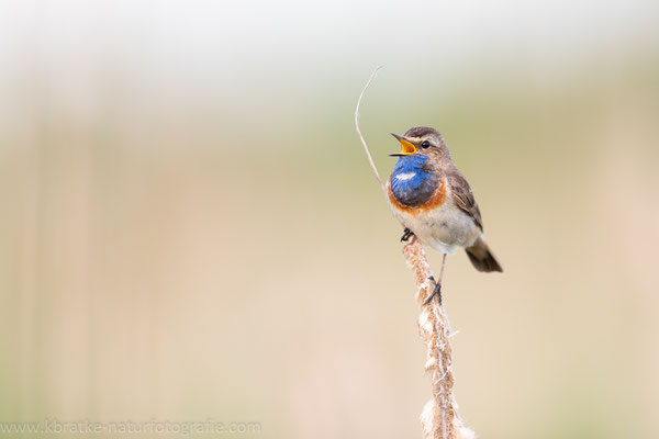 Weißsterniges Blaukehlchen (Luscinia svecica cyanecula), Juni 2020 MV/GER, Bild 1