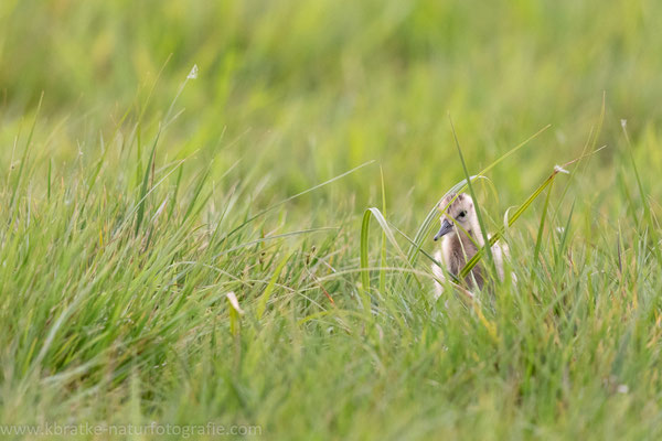 Uferschnepfe (Limosa limosa), Mai 2020 Nds/GER, Bild 47