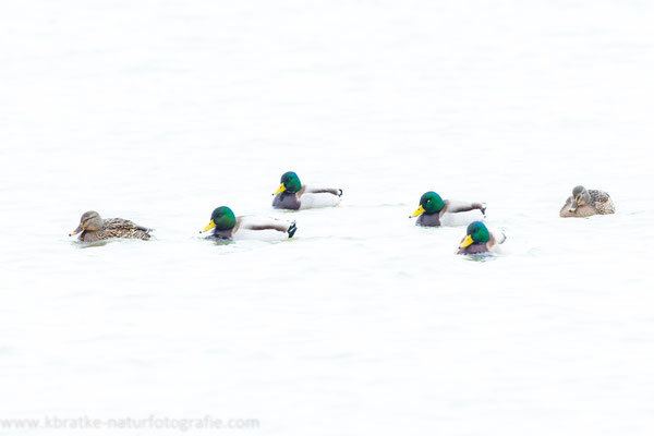 Stockenten (Anas platyrhynchos), Jan 2022 MV/GER, Bild 8