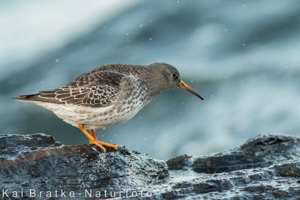 Meerstrandläufer (Calidris maritima), Nov 2014 Rostock-Warnemünde MV/GER, Bild 1