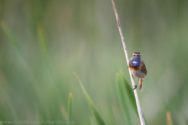 Weißsterniges Blaukehlchen (Luscinia svecica cyanecula), Juni 2020 MV/GER, Bild 12