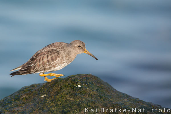 Meerstrandläufer (Calidris maritima), Feb 2016 Rostock-Warnemünde MV/GER, Bild 13