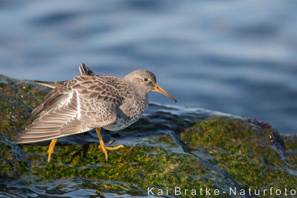 Meerstrandläufer (Calidris maritima), Feb 2016 Rostock-Warnemünde MV/GER, Bild 12