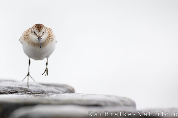 Zwergstrandläufer 1. KJ (Calidris minuta), Sept 2017 MV/GER, Bild 8