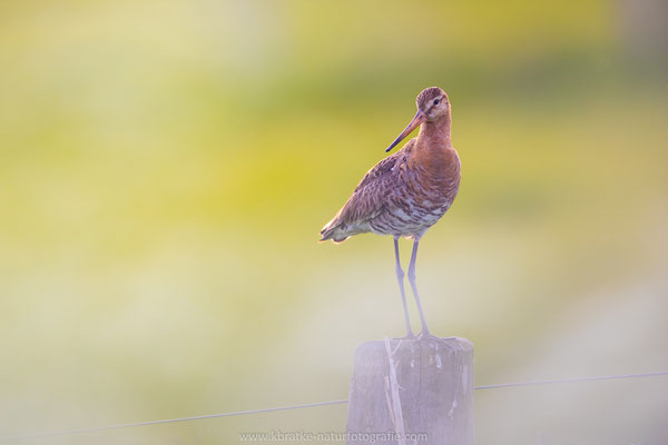 Uferschnepfe (Limosa limosa), Mai 2022 Nds/GER, Bild 67