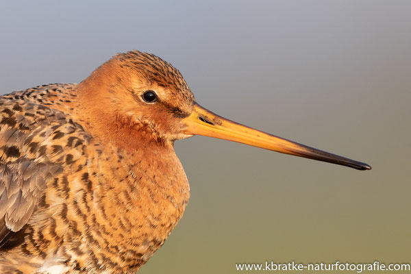 Uferschnepfe (Limosa limosa), April 2019 Nds/GER, Bild 36