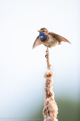 Weißsterniges Blaukehlchen (Luscinia svecica cyanecula), Juni 2020 MV/GER, Bild 7