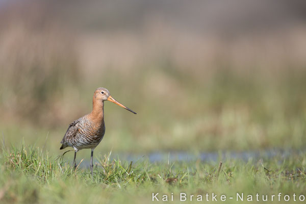 Uferschnepfe (Limosa limosa) männl., März 2016 Nds/GER, Bild 9