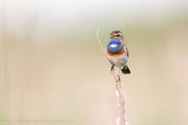 Weißsterniges Blaukehlchen (Luscinia svecica cyanecula), Juni 2020 MV/GER, Bild 16