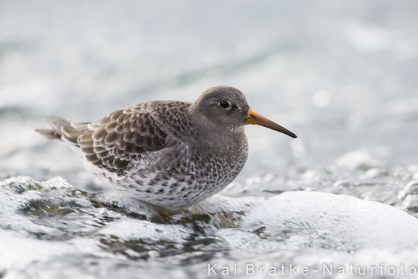 Meerstrandläufer (Calidris maritima), Okt 2017 Rostock-Warnemünde MV/GER, Bild 17