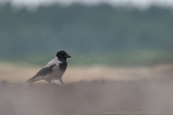 Nebelkrähe (Corvus cornix), Nov 2021 MV/GER, Bild 1