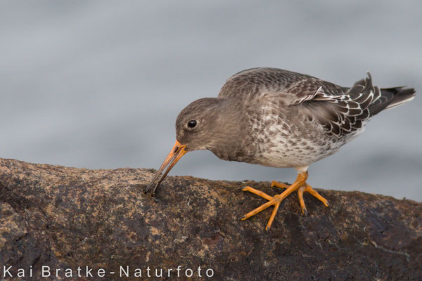 Meerstrandläufer (Calidris maritima), Nov 2014 Rostock-Warnemünde MV/GER, Bild 3