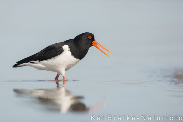 Austernfischer (Haematopus ostralegus), Mai 2016 SH/GER, Bild 8