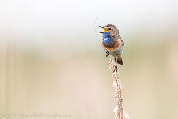 Weißsterniges Blaukehlchen (Luscinia svecica cyanecula), Juni 2020 MV/GER, Bild 18