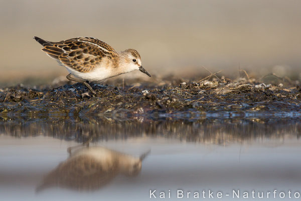 Zwergstrandläufer 1. KJ (Calidris minuta), Sept 2017 MV/GER, Bild 12