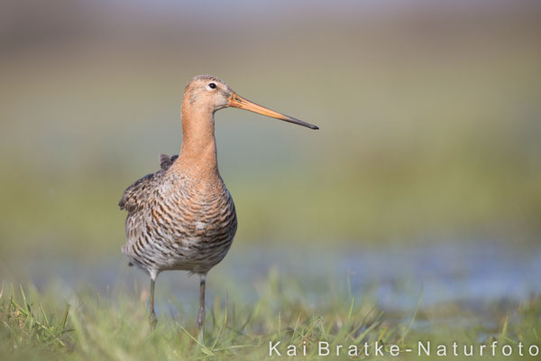 Uferschnepfe (Limosa limosa) männl., März 2016 Nds/GER, Bild 6