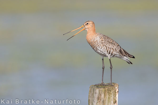 Uferschnepfe (Limosa limosa) männl., März 2016 Nds/GER, Bild 7