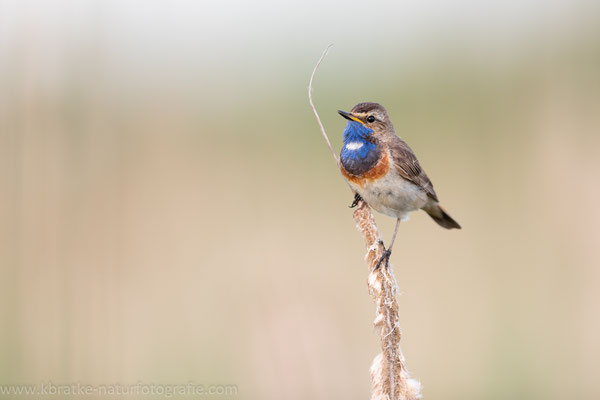 Weißsterniges Blaukehlchen (Luscinia svecica cyanecula), Juni 2020 MV/GER, Bild 15