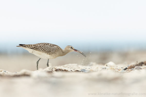 Regenbrachvogel (Numenius phaeopus), Aug 2021 MV/GER, Bild 7